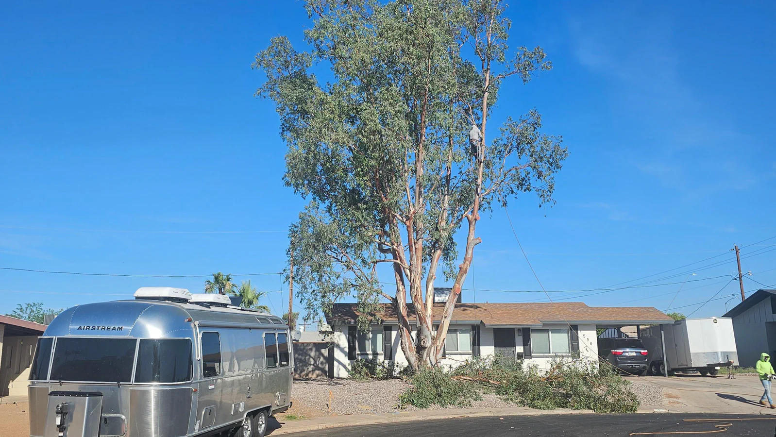 Felling a Eucalyptus