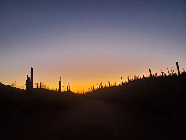 Saguaro National Park