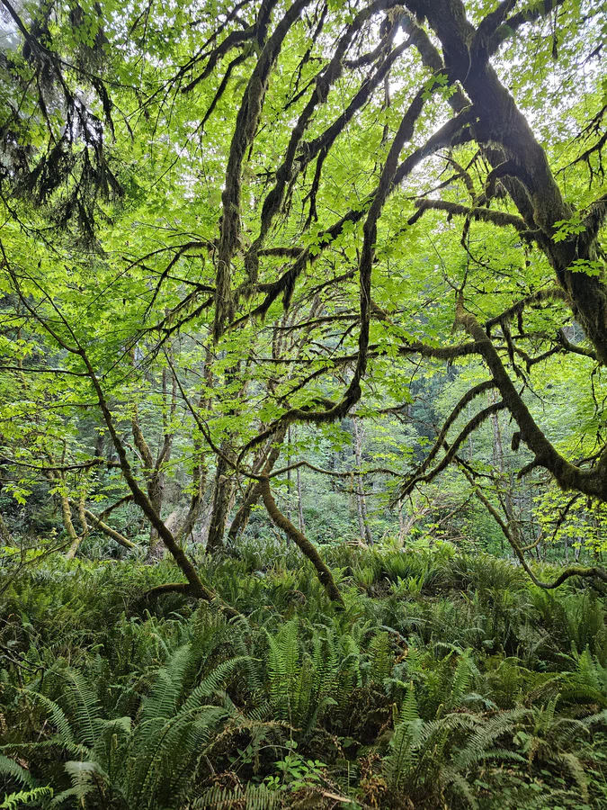 Visiting the Redwoods, long overdue, 100% worth it!