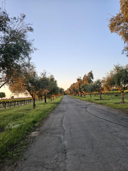 Lodi, California many wineries awesome cycling