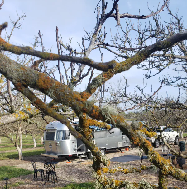 Ballard Walnut Farm