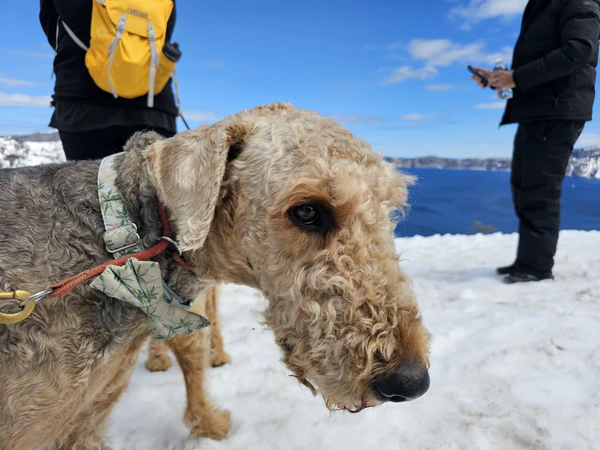 Dewey visiting Crater Lake