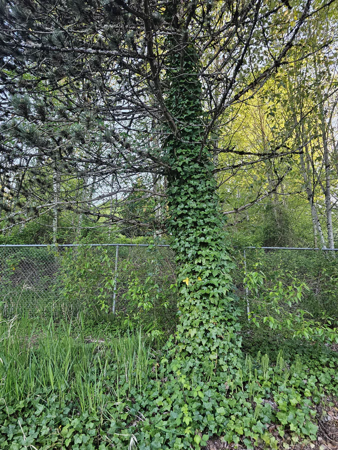 Bellevue Washington is wet and green. Amazing when the sun shines